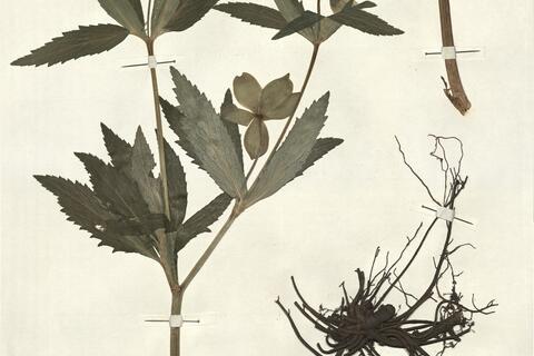 Helleborus viridis L. subsp. occidentalis (Reut.) Schiffn. -  RO-HSepv 13061 photo