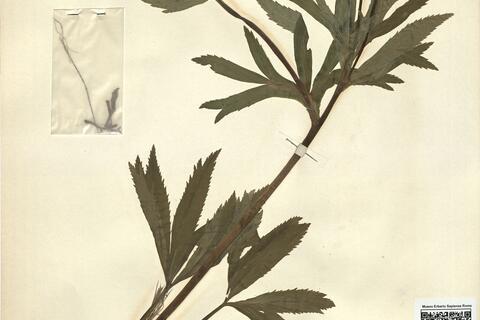 Helleborus viridis L. subsp. occidentalis (Reut.) Schiffn. -  RO-HSepv 11225  photo