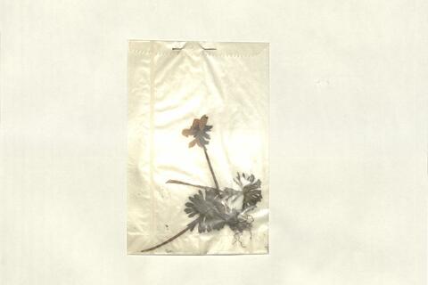 Eranthis hyemalis (L.) Salisb. -  RO-HSepv 13059 photo