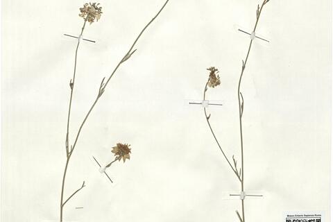 Nigella arvensis L. subsp. arvensis - RO-HSepv 17907 photo