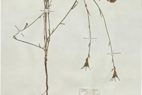 Nigella arvensis L. subsp. arvensis -  RO-HSepv 17907 - immagine 2