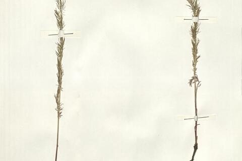 Nigella damascena L. - RO-HSepv 15013 photo