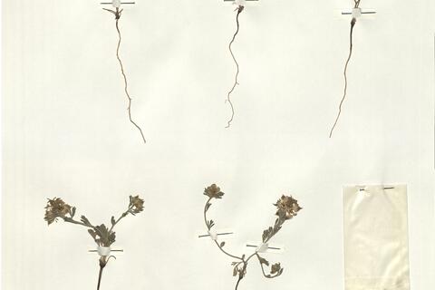 Nigella degenii Vierh. subsp. degenii - RO-HSepv 15998 photo