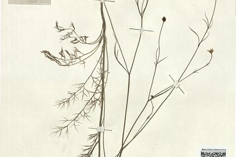 Garidella nigellastrum L. - RO-HSepv 13060 photo