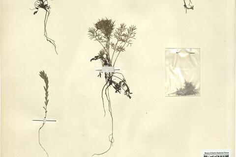 Nigella damascena L. - RO-HSepv 12147 photo