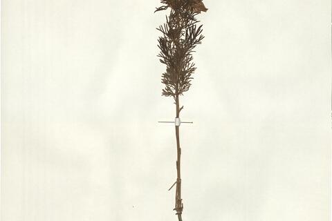 Nigella papillosa G. López -  RO-HSepv 14032 photo