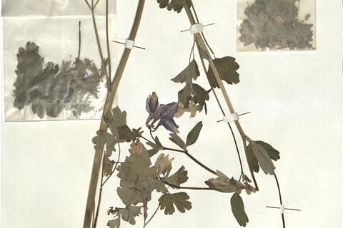 Aquilegia vulgaris L. -  RO-HSepv 16899 photo