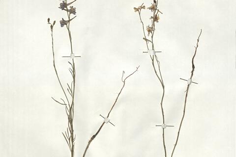 Consolida ajacis (L.) Schur - RO-HSepv 18955 photo