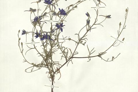 Consolida armeniaca (Stapf ex Huth) Schröd. -  RO-HSepv 16901 photo