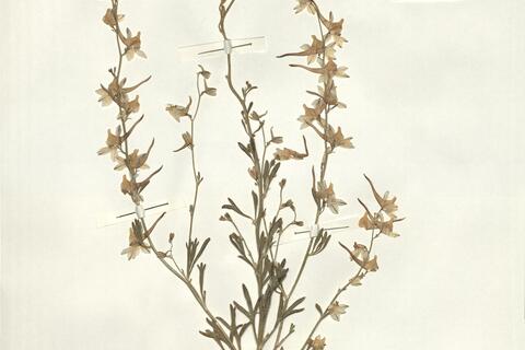 Consolida camptocarpa (Fisch. & Mey.) Nevski -  RO-HSepv 14029 photo