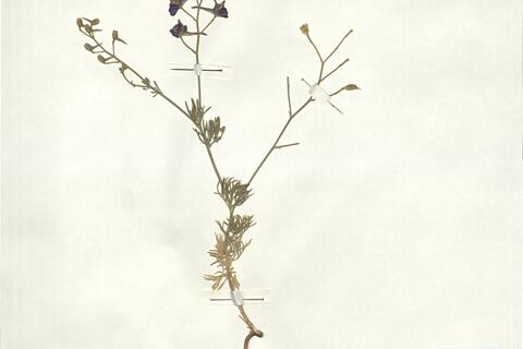 Consolida glandulosa (Boiss. & Huet) Bornm. - RO-HSepv 16902 photo