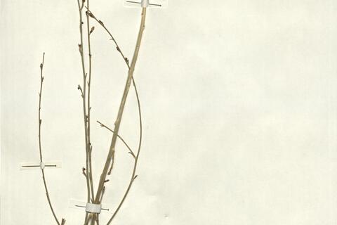 Consolida glandulosa (Boiss. & Huet) Bornm. -  RO-HSepv 13056 photo