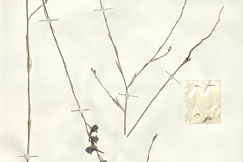 Delphinium halteratum Sm. -  RO-HSepv 15996 photo