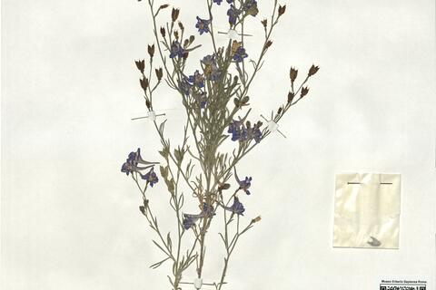 Delphinium halteratum Sm. subsp. verdunense (Balb.) Graebn. & Graebn. f.  -  RO-HSepv 18957 photo