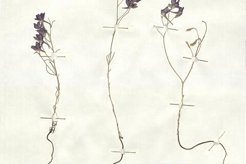 Consolida hellespontica (Boiss.) Chater -  RO-HSepv 16903 photo