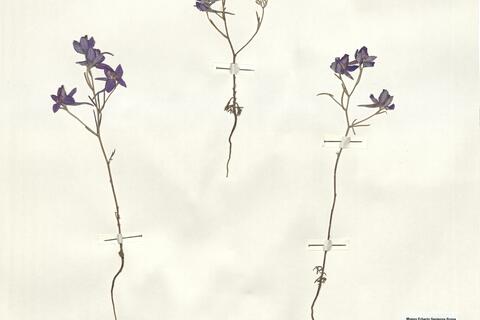 Consolida hellespontica (Boiss.) Chater -  RO-HSepv 15995 photo