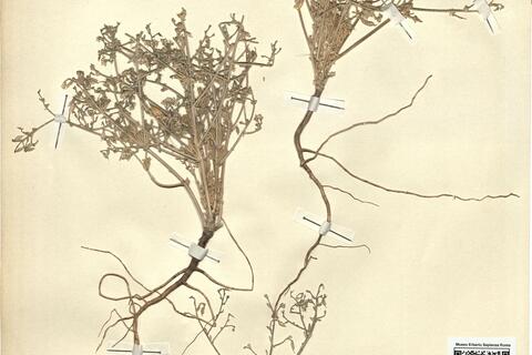 Consolida lineolata Huber-Morath & Simon -  RO-HSepv 12145 photo