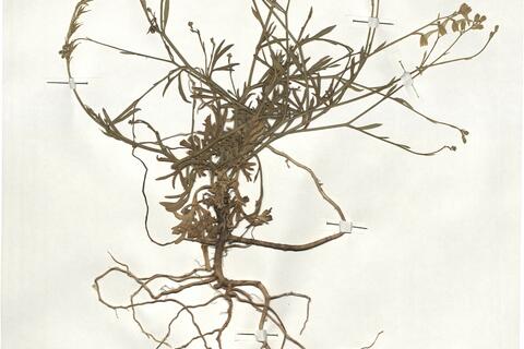 Delphinium nanum DC.  -  RO-HSepv 18958 photo