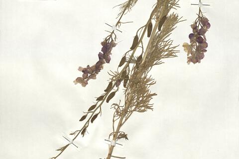 Consolida orientalis (J. Gay) Schröd. -  RO-HSepv 18956 photo