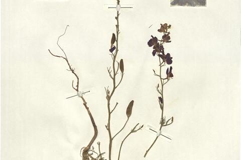 Consolida orientalis (J. Gay) Schröd. subsp. orientalis -  RO-HSepv 13057 photo