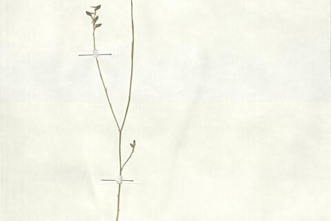 Delphinium peregrinum L.  -  RO-HSepv 17906 photo