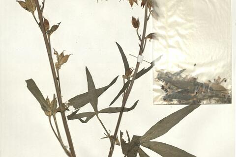 Delphinium pictum Willd. -  RO-HSepv 15012 photo