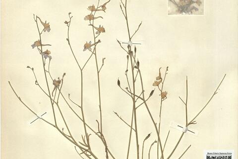 Consolida pubescens (DC.) Soó var. dissitiflora (Coss.) A. Dubuis, comb. nov.  -  RO-HSepv 11222 photo