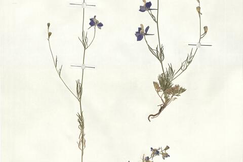Consolida regalis S.F. Gray subsp. paniculata (Host) Soó -  RO-HSepv 17905 photo