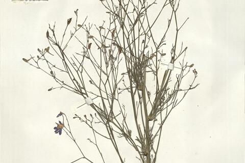 Consolida regalis S.F. Gray subsp. paniculata (Host) Soó ^ -  RO-HSepv 15011 photo