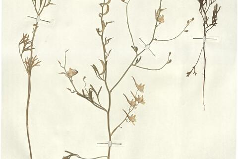 Consolida rugulosa (Boiss.) Schröd. -  RO-HSepv 13058 photo