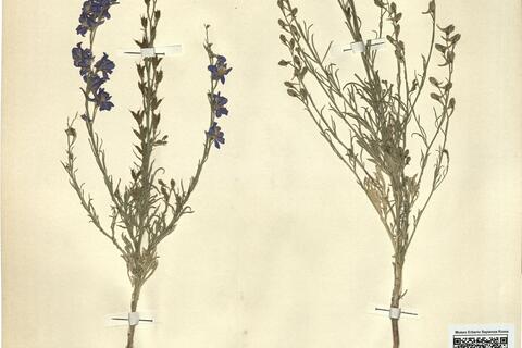 Delphinium verdunense Balbis -  RO-HSepv 11223 photo