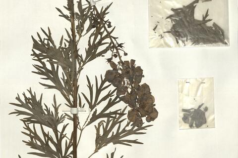 Aconitum napellus L. subsp. corsicum (Gáyer) Seitz -  RO-HSepv 14026 photo