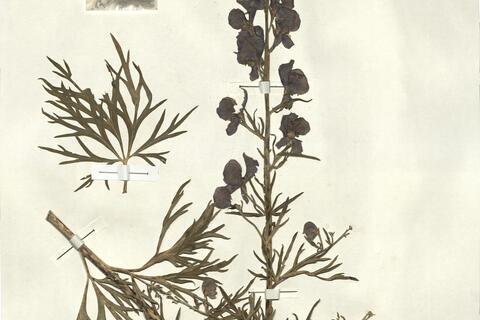 Aconitum napellus L. subsp. corsicum (Gáyer) Seitz -  RO-HSepv 13050 photo