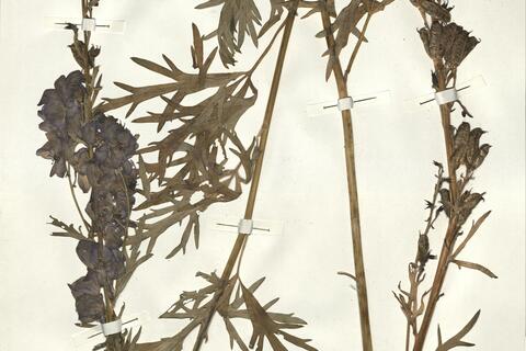 Aconitum napellus L. subsp. lusitanicum Rouy -  RO-HSepv 15005 photo