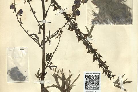 Aconitum napellus L. subsp. lusitanicum Rouy -  RO-HSepv 12139 photo