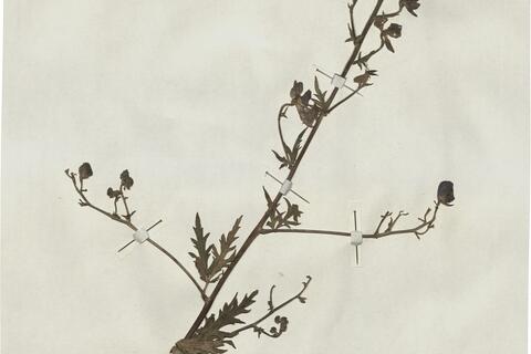 Aconitum paniculatum Lam. -  RO-HSepv 13051 - immagine 2
