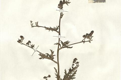 Aconitum paniculatum Lam. -  RO-HSepv 13051 photo