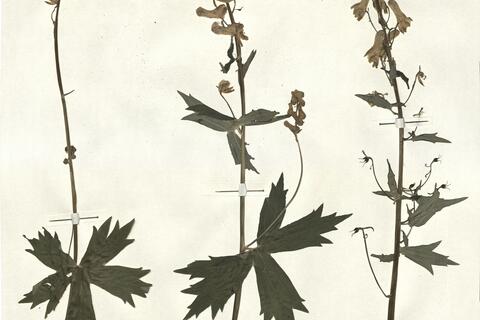 Aconitum vulparia Reichenb. ex Spreng. -  RO-HSepv 13052 photo