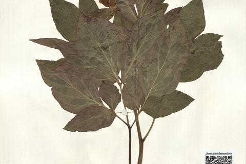 Peonia cambessedesii (Willk.) Willk. -  RO-HSepv 16020 photo