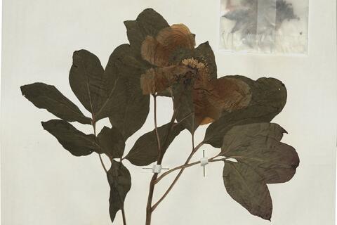 Peonia cambessedesii (Willk.) Willk. -  RO-HSepv 16020 - immagine 2