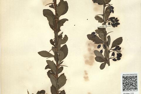 Berberis garciae Pau ^ -  RO-HSepv 11234 photo