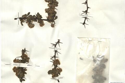 Berberis vulgaris L. subsp. australis (Boiss.) Heywood  -  RO-HSepv 17914 photo