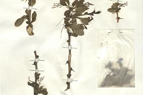 Berberis vulgaris L. subsp. seroi O. Bolòs & J. Vigo -  RO-HSepv 19926 photo