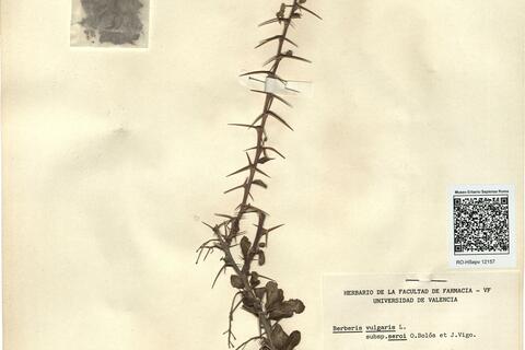 Berberis vulgaris L. subsp. seroi O. Bolòs & J. Vigo -  RO-HSepv 12157 photo