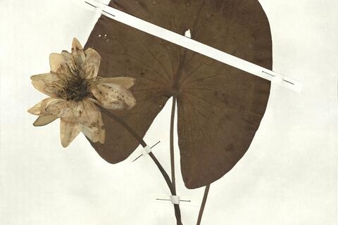 Nymphaea alba L. subsp. alba -  RO-HSepv 16894 photo