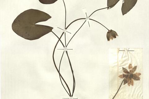 Nymphaea tetragona Georgi -  RO-HSepv 13047 photo