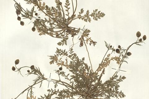 Papaver argemone L. subsp. nigrotinctum (Fedde) Kadereit -  RO-HSepv 15034 photo