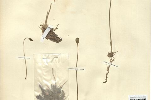 Papaver rhaeticum Leresche -  RO-HSepv 12161 photo