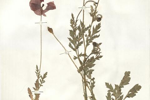 Papaver rhoeas L. -  RO-HSepv 16023 - immagine 2