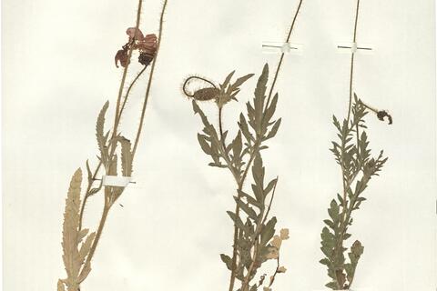 Papaver rhoeas L. -  RO-HSepv 16023 photo